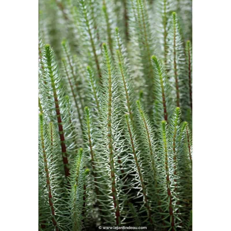 HIPPURIS vulgaris HIPPURIS vulgaris