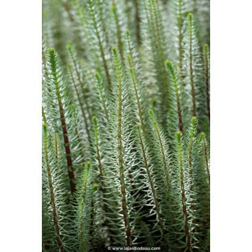 HIPPURIS vulgaris - Pesse d\'eau