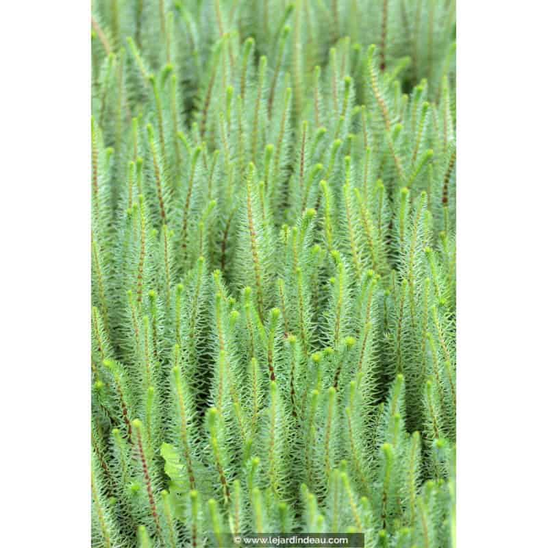 HIPPURIS vulgaris HIPPURIS vulgaris