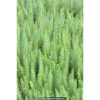 HIPPURIS vulgaris HIPPURIS vulgaris