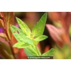 LYTHRUM salicaria 'Blush' LYTHRUM salicaria 'Blush'