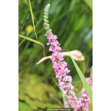 LYTHRUM salicaria \'Blush\' - Salicaire commune