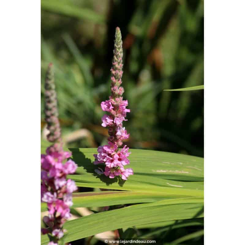 LYTHRUM salicaria 'Blush' LYTHRUM salicaria 'Blush'
