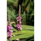 LYTHRUM salicaria 'Blush' LYTHRUM salicaria 'Blush'