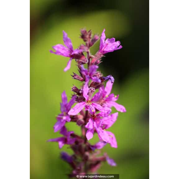 LYTHRUM salicaria 'Lady Sackville'