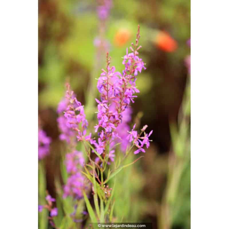 LYTHRUM salicaria 'Swirl' LYTHRUM salicaria 'Swirl'