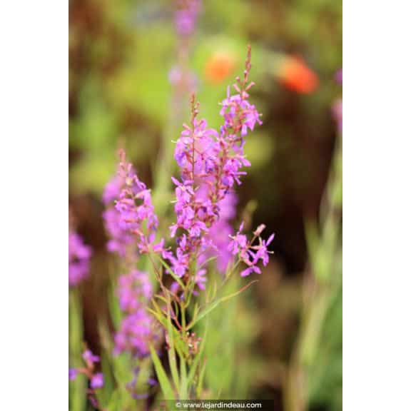 LYTHRUM salicaria 'Swirl'