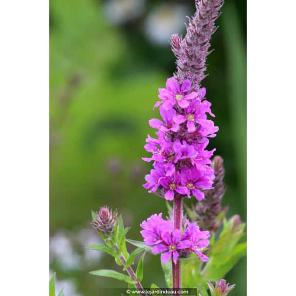 LYTHRUM salicaria