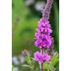 LYTHRUM salicaria LYTHRUM salicaria