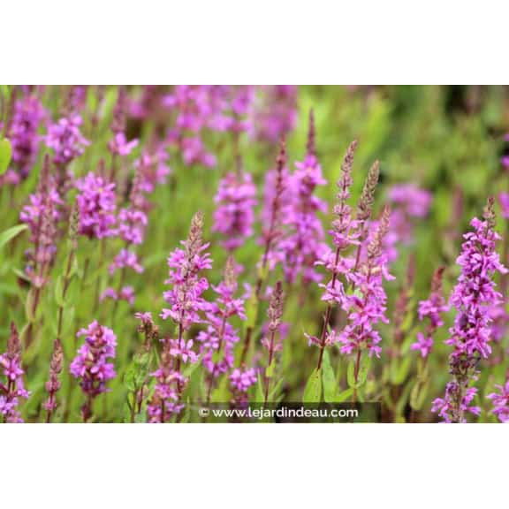 LYTHRUM salicaria