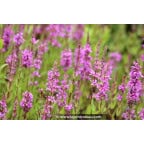 LYTHRUM salicaria LYTHRUM salicaria