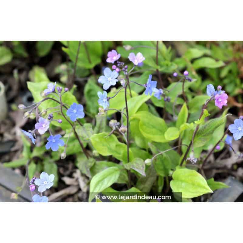 OMPHALODES cappadocica OMPHALODES cappadocica