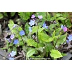 OMPHALODES cappadocica OMPHALODES cappadocica
