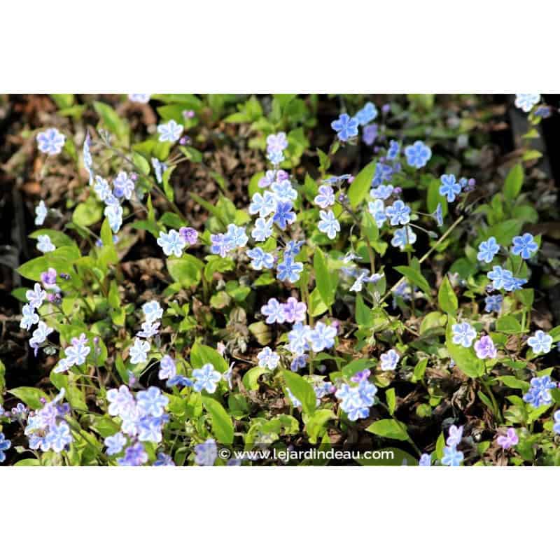 OMPHALODES cappadocica 'Starry Eyes'