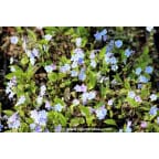 OMPHALODES cappadocica 'Starry Eyes'