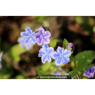 OMPHALODES cappadocica \'Starry Eyes\' - Petit bourage aux yeux étoilées