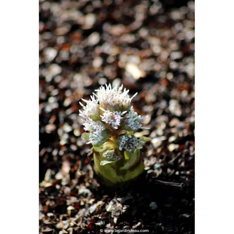 PETASITES paradoxus PETASITES paradoxus