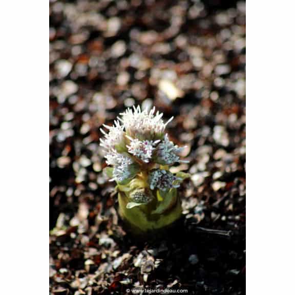 PETASITES paradoxus