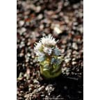 PETASITES paradoxus PETASITES paradoxus