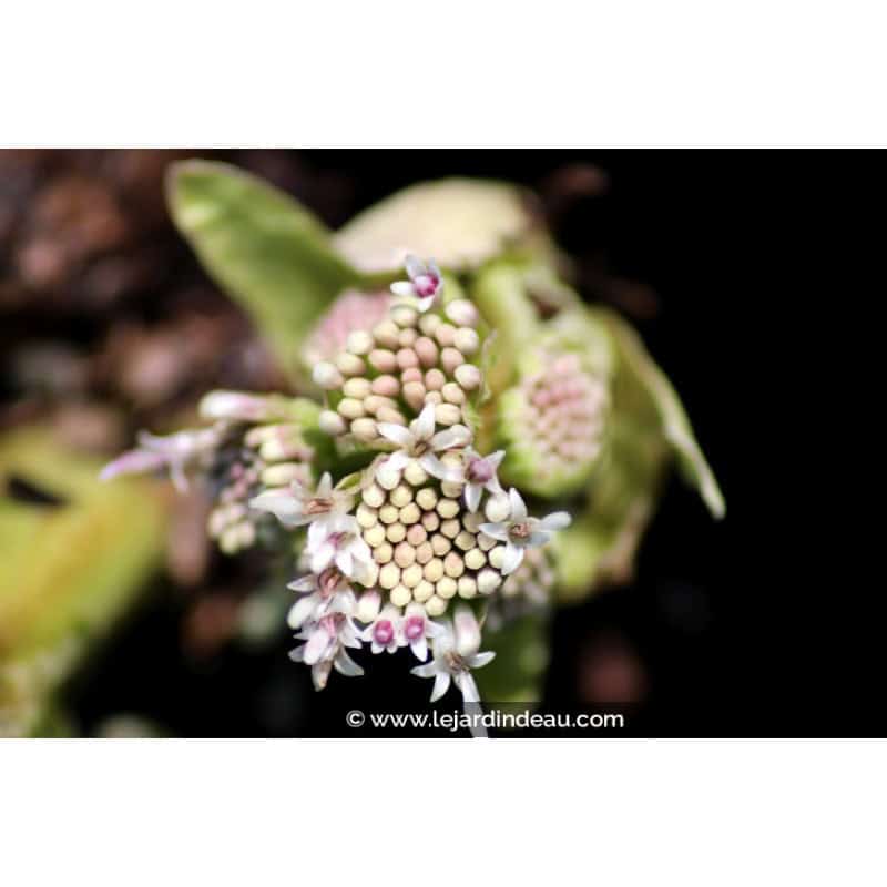 PETASITES paradoxus PETASITES paradoxus