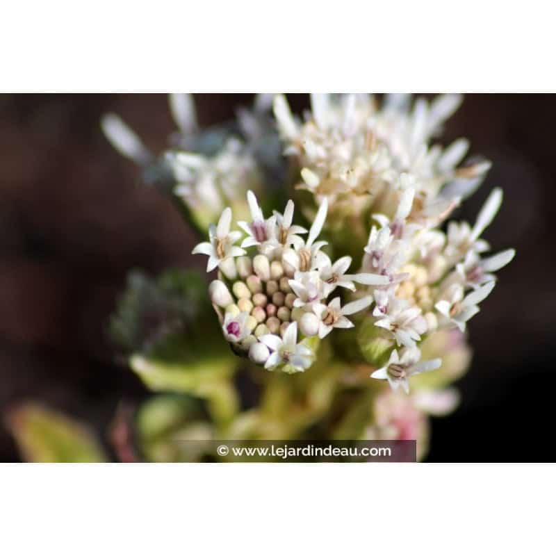 PETASITES paradoxus PETASITES paradoxus