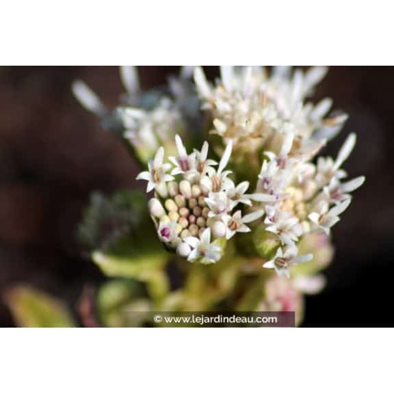 PETASITES paradoxus