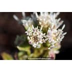 PETASITES paradoxus PETASITES paradoxus