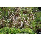SAXIFRAGA x urbium 'Aureopunctata' SAXIFRAGA x urbium 'Aureopunctata'