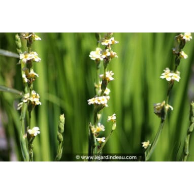SISYRINCHIUM striatum - Bermudienne striée