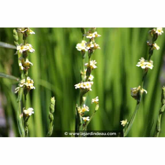 SISYRINCHIUM striatum