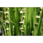 SISYRINCHIUM striatum SISYRINCHIUM striatum