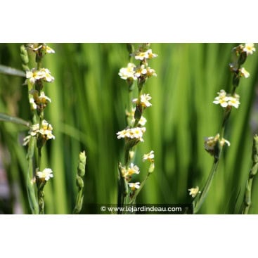 SISYRINCHIUM striatum - Bermudienne striée