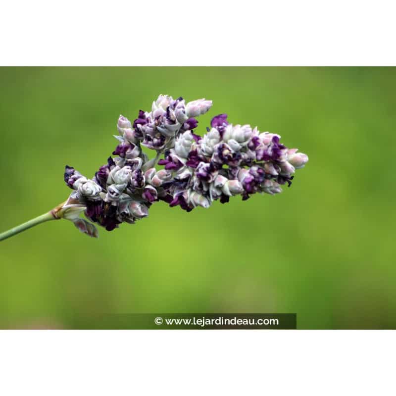 THALIA dealbata THALIA dealbata