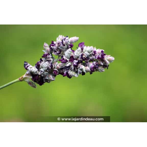 THALIA dealbata