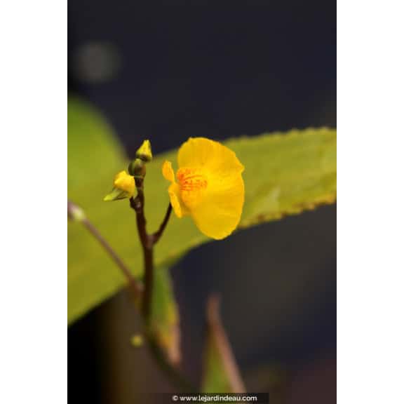 UTRICULARIA vulgaris