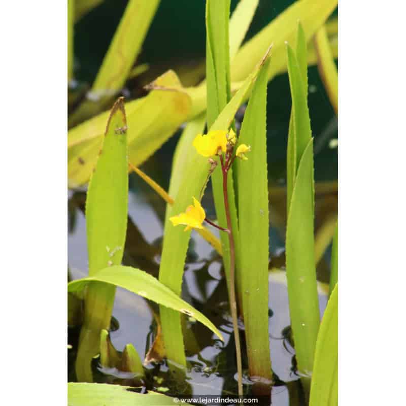 UTRICULARIA vulgaris UTRICULARIA vulgaris