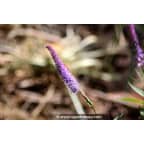 VERONICASTRUM virginicum 'Fascination' VERONICASTRUM virginicum 'Fascination'
