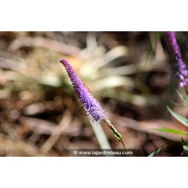 VERONICASTRUM virginicum \'Fascination\' - Grande Véronique de virginie \'Fascination\'