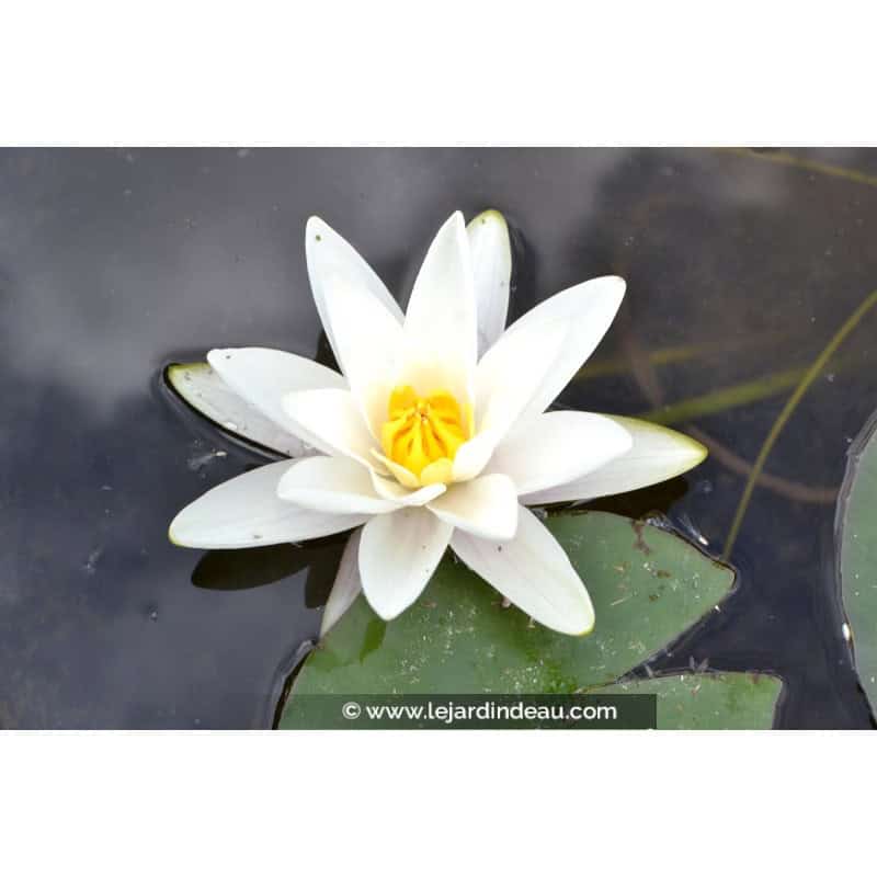 NYMPHAEA alba NYMPHAEA alba