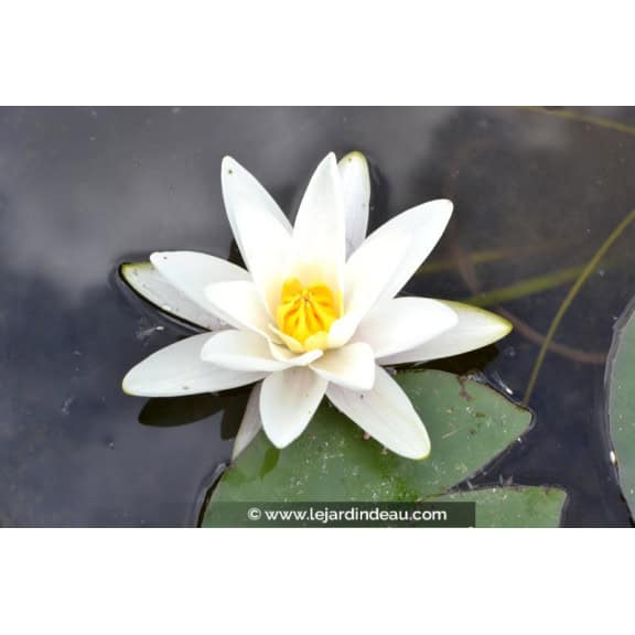 NYMPHAEA alba