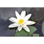 NYMPHAEA alba NYMPHAEA alba