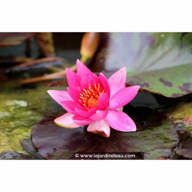 NYMPHAEA 'Lucida' NYMPHAEA 'Lucida'