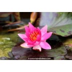 NYMPHAEA 'Lucida' NYMPHAEA 'Lucida'