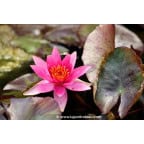 NYMPHAEA 'Lucida' NYMPHAEA 'Lucida'