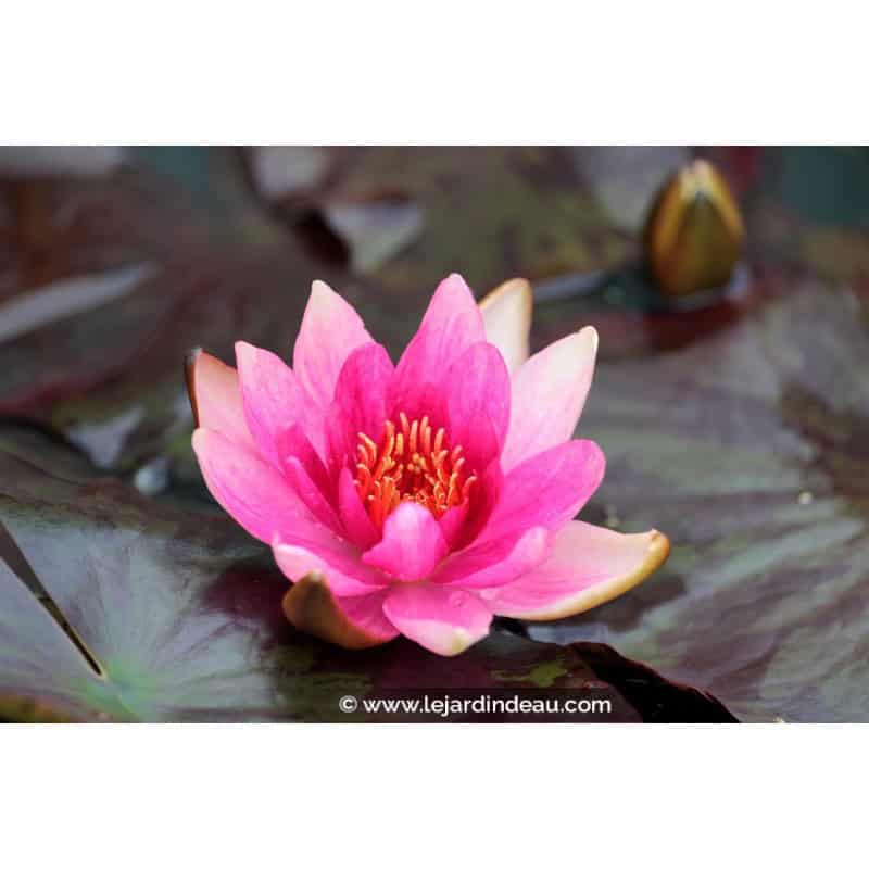 NYMPHAEA 'Lucida' NYMPHAEA 'Lucida'