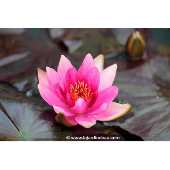 NYMPHAEA 'Lucida'