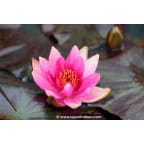 NYMPHAEA 'Lucida' NYMPHAEA 'Lucida'