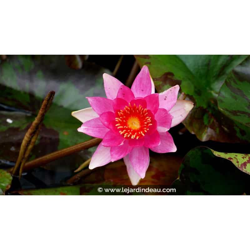NYMPHAEA 'Lucida' NYMPHAEA 'Lucida'