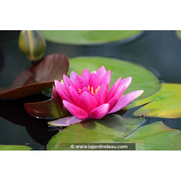 NYMPHAEA 'Rembrandt'