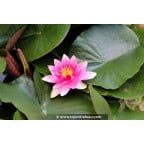 NYMPHAEA 'Rembrandt' NYMPHAEA 'Rembrandt'
